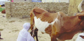 Résilience des personnes déplacées internes: le combat des femmes de la région du Sahel