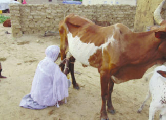 Résilience des personnes déplacées internes: le combat des femmes de la région du Sahel