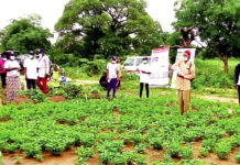 Production d’arachide sans aflatoxines