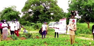 Production d’arachide sans aflatoxines