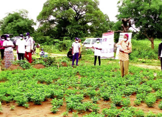 Production d’arachide sans aflatoxines
