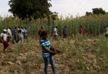 Semences améliorées : des journalistes dans les champs de producteurs modèles