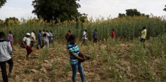 Semences améliorées : des journalistes dans les champs de producteurs modèles