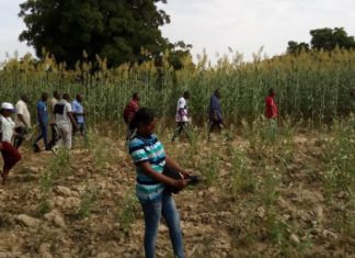 Semences améliorées : des journalistes dans les champs de producteurs modèles