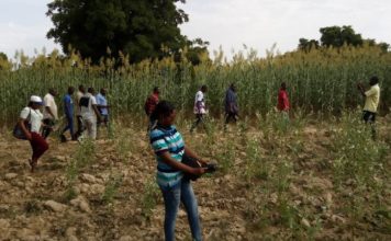 Semences améliorées : des journalistes dans les champs de producteurs modèles