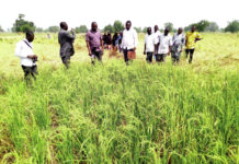Une nouvelle technologie pour accroître la production