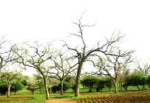 « Faidherbia albida »: L’arbre qui perd ses feuilles en saison des pluies