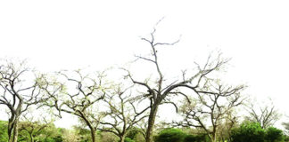 « Faidherbia albida »: L’arbre qui perd ses feuilles en saison des pluies