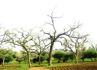 « Faidherbia albida »: L’arbre qui perd ses feuilles en saison des pluies
