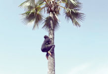 « La montée du rônier » : La trouvaille du comité d’organisation du 11-Décembre 2020