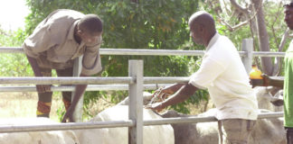 Programme d’investissement forestier au Centre-Ouest