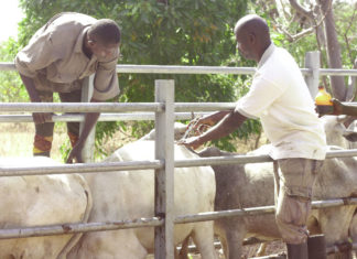 Programme d’investissement forestier au Centre-Ouest