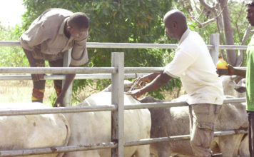 Programme d’investissement forestier au Centre-Ouest