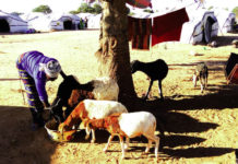 Résilience des déplacés internes: l’ONG Help fait le point de son accompagnement