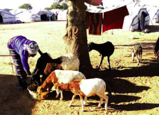 Résilience des déplacés internes: l’ONG Help fait le point de son accompagnement