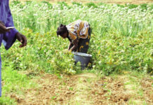 Mesures de lutte contre la COVID-19: des exploitants agricoles dans la précarité