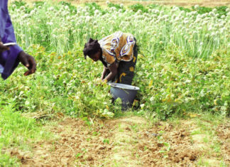 Mesures de lutte contre la COVID-19: des exploitants agricoles dans la précarité