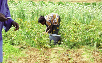 Mesures de lutte contre la COVID-19: des exploitants agricoles dans la précarité