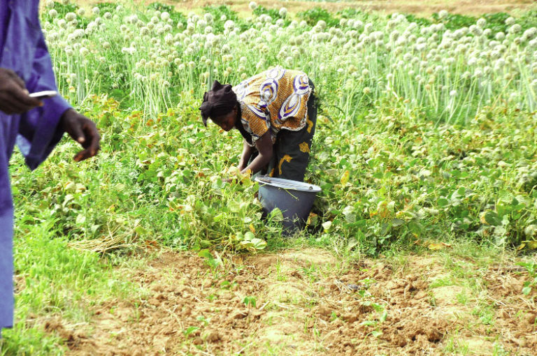 Mesures de lutte contre la COVID-19: des exploitants agricoles dans la précarité