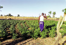 Retour au bercail des déplacés internes du Nord « Au moins, je suis sûr de mourir chez moi »
