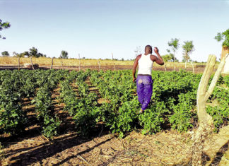 Retour au bercail des déplacés internes du Nord « Au moins, je suis sûr de mourir chez moi »