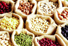 Journée mondiale des légumineuses : Célébrer les vertus des céréales super-protéinées