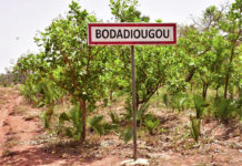 Production de l’anacarde à Bodadiougou dans les Cascades: sortir les femmes des « griffes » de la pauvreté