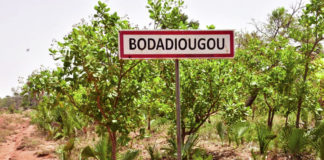 Production de l’anacarde à Bodadiougou dans les Cascades: sortir les femmes des « griffes » de la pauvreté