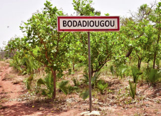 Production de l’anacarde à Bodadiougou dans les Cascades: sortir les femmes des « griffes » de la pauvreté