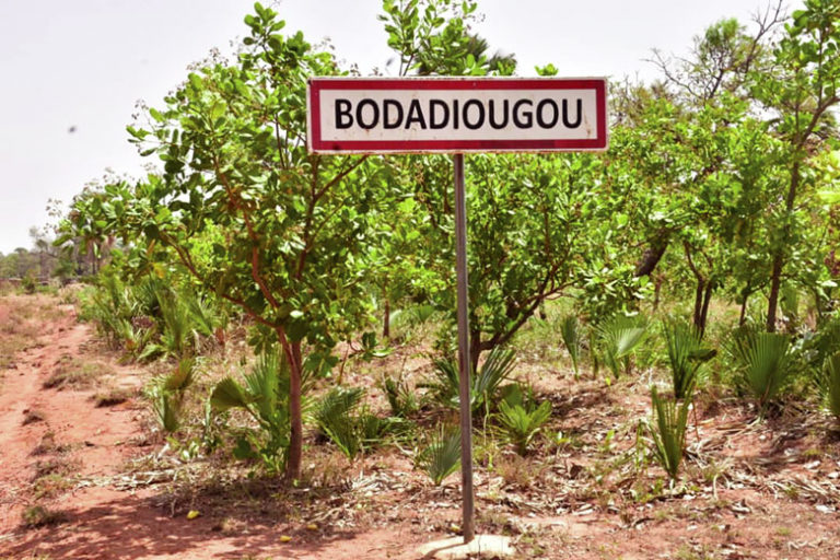 Production de l’anacarde à Bodadiougou dans les Cascades: sortir les femmes des « griffes »  de la pauvreté