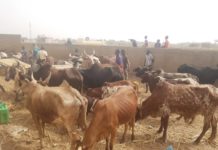 Province de l’Oudalan : La police intercepte quatre camions de bœufs volés