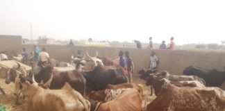 Province de l’Oudalan : La police intercepte quatre camions de bœufs volés