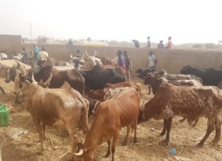 Province de l’Oudalan : La police intercepte quatre camions de bœufs volés