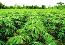 Riposte contre les virus du manioc: des chercheurs présentent leur plan d’actions