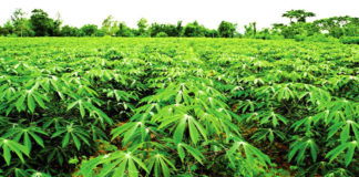 Riposte contre les virus du manioc: des chercheurs présentent leur plan d’actions