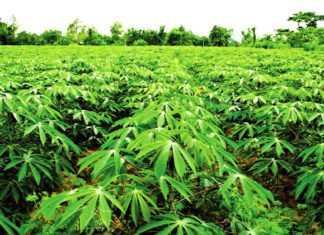 Riposte contre les virus du manioc: des chercheurs présentent leur plan d’actions