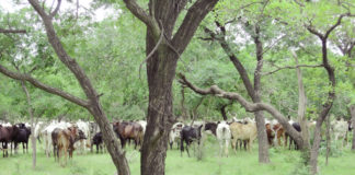 Aires et territoires des patrimoines autochtones et communautaires