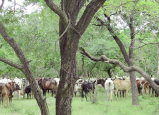 Aires et territoires des patrimoines autochtones et communautaires
