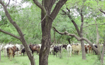 Aires et territoires des patrimoines autochtones et communautaires