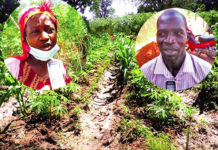 Production de manioc : une filière en souffrance