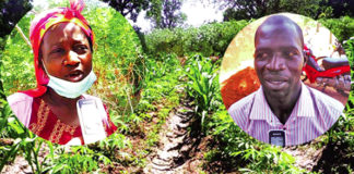 Production de manioc : une filière en souffrance