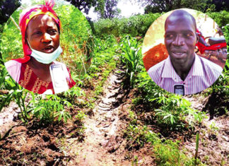 Production de manioc : une filière en souffrance