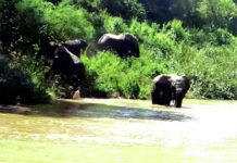 Banwa : une centaine d’éléphants sème la terreur et la désolation pour les paysans