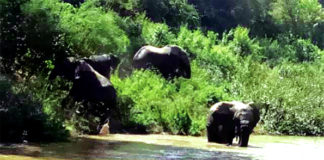 Banwa : une centaine d’éléphants sème la terreur et la désolation pour les paysans