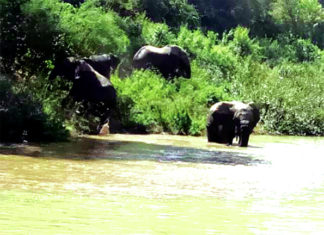 Banwa : une centaine d’éléphants sème la terreur et la désolation pour les paysans