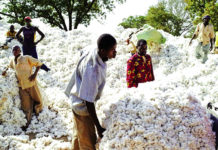 Recouvrement des impayés des intrants : des cotonculteurs des Cascades dans la tourmente