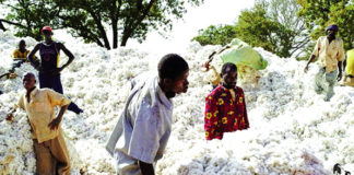 Recouvrement des impayés des intrants : des cotonculteurs des Cascades dans la tourmente