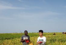 Réduction de la pauvreté au Burkina Faso : La variété améliorée de riz, une alternative
