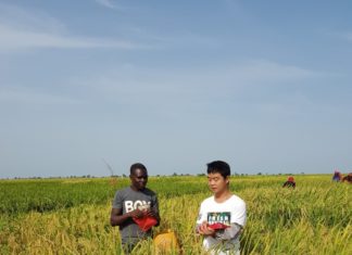 Réduction de la pauvreté au Burkina Faso : La variété améliorée de riz, une alternative