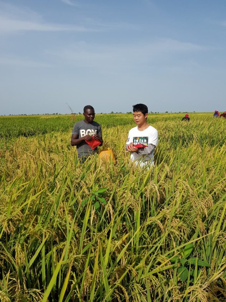 Réduction de la pauvreté au Burkina Faso : La variété améliorée de riz, une alternative